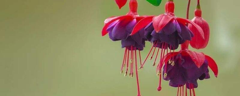 倒挂金钟小苗如何栽种（倒挂金钟小苗养护）