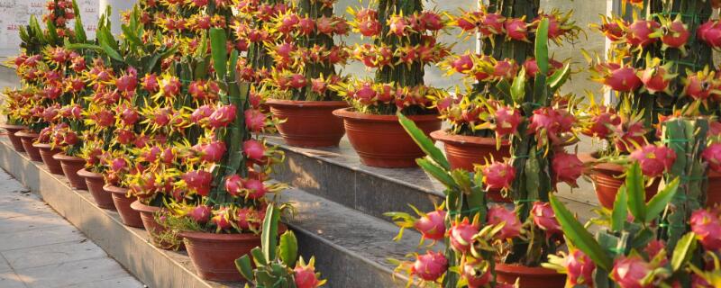 火龙果盆栽种植方法(火龙果盆栽种植方法 怎么淋水枝条不会干)