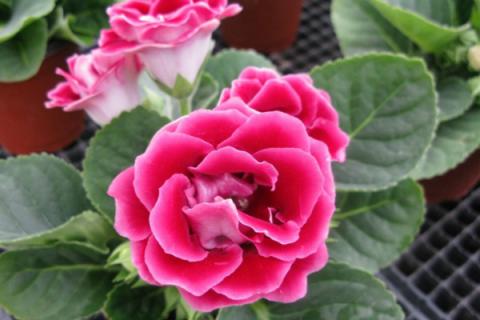 大岩桐开完花怎样修剪