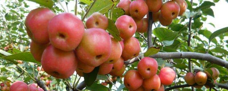 贵人果如何过冬 贵人果冬天落果吗