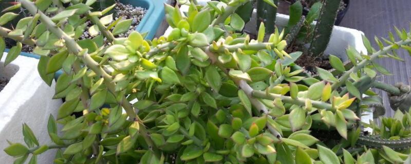 盆栽叶仙的养殖方法（盆栽叶仙的养殖方法和管理）