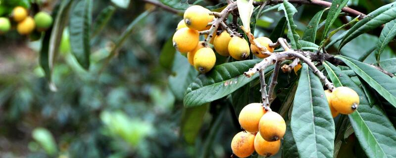 枇杷籽怎么种植（枇杷籽怎么种植视频）