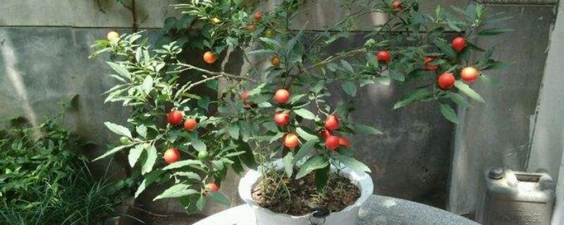 四季果怎么繁殖（四季果的养殖方法和注意事项视频）