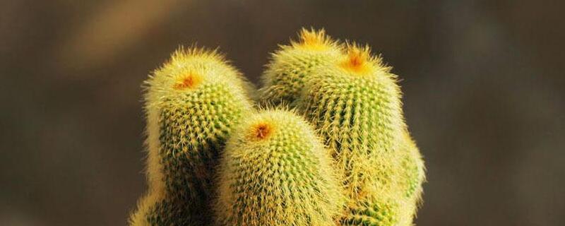 植物金丝猴如何养殖（金丝猴盆栽怎么养）