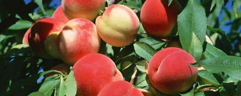 桃树套袋前打什么药 桃树套袋前打什么药视频