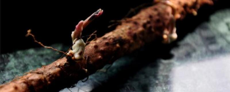 山药发芽能种盆栽吗 发芽的山药可以盆栽吗