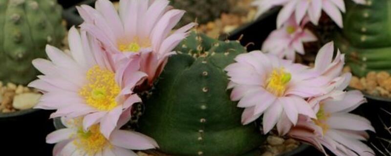 银钮怎样繁殖 黄金钮繁殖