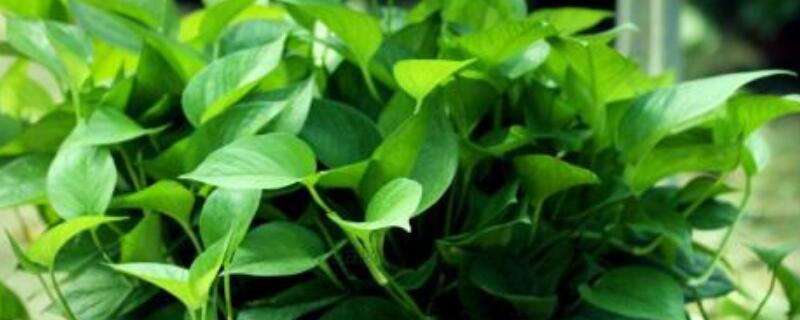 绿萝快速长藤小妙招（绿萝长藤了怎么弄好看）