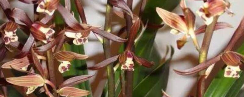 墨兰夏天怎么养护 春夏季的墨兰该怎么养护