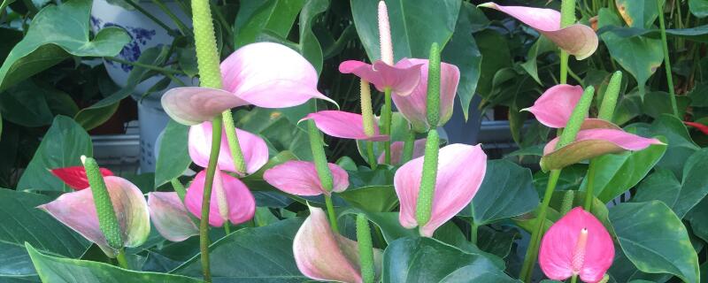 粉掌的花为什么不粉了（粉掌有花粉吗）