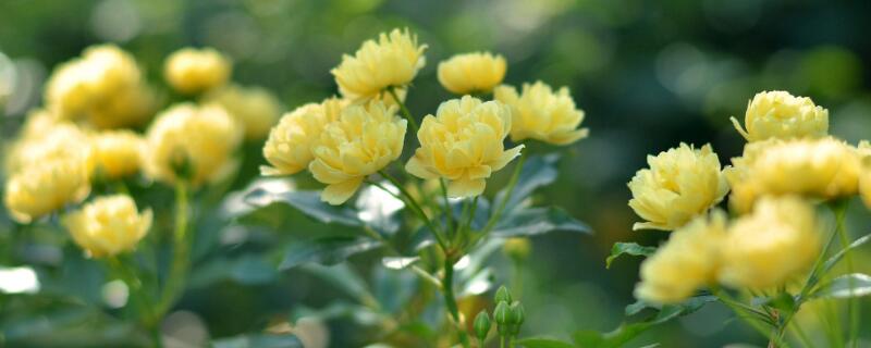 黄木香只长叶子不开花（黄木香不开花只长枝条）