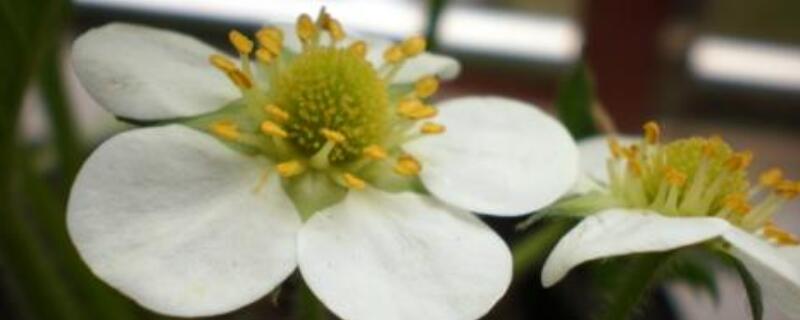 草莓只开花不结果怎么办（草莓只开花不结果怎么回事）