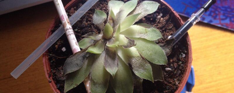 多肉根部发黑 多肉根部发黑腐烂怎么办