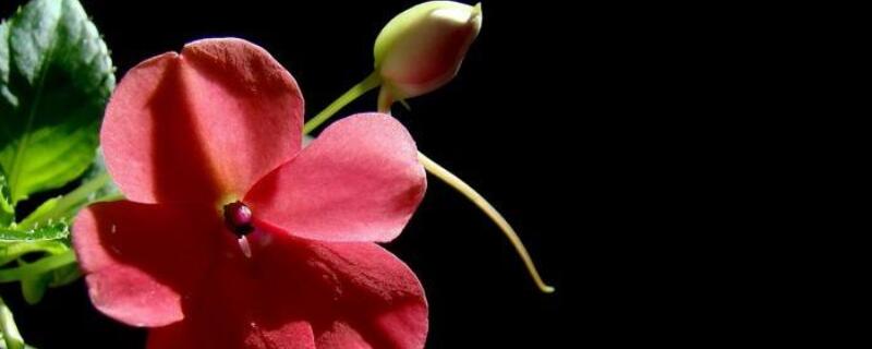 水梅花掉花苞咋回事（梅花掉花苞怎么办）