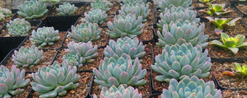 蓝苹果多肉徒长咋办 多肉蓝苹果为什么养小了