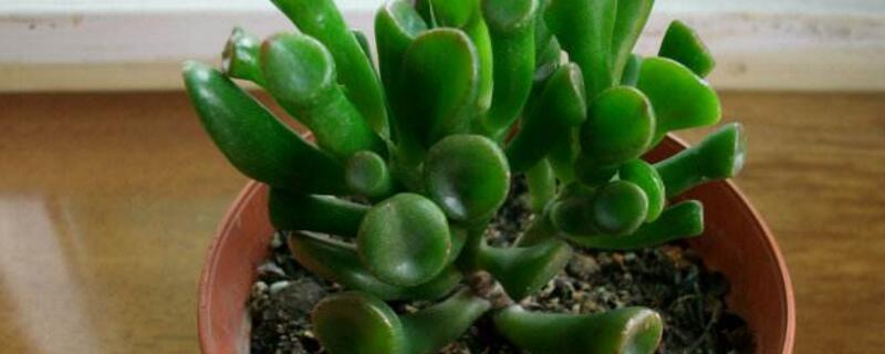 多肉筒叶花月要晒太阳吗 多肉植物筒叶花月的养殖