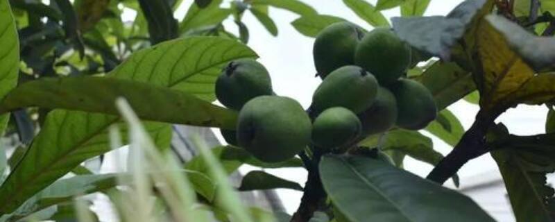 琵琶子种植（琵琶养殖方法）
