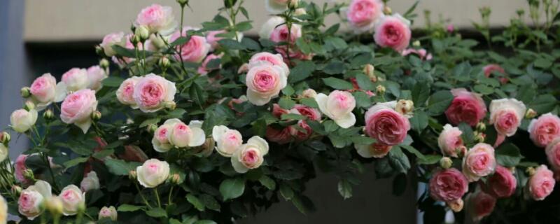 龙沙宝石怎么养（粉色龙沙宝石怎么养）