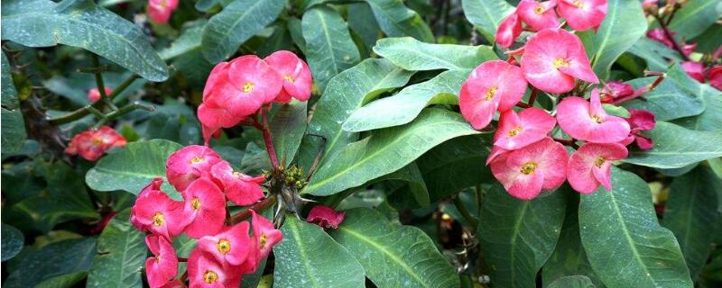 刺梅叶子发黄怎么回事 刺梅叶子黄怎么办