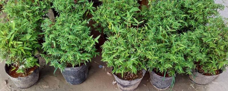 米竹怎么养 米竹怎么养?养殖方法和注意事项