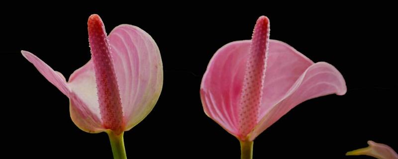 粉掌冬天怎么养殖（粉掌秋天和冬天怎么养）