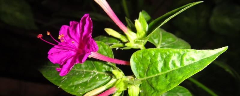 盆栽夜来香的养殖方法（夜来香花盆栽的养殖）