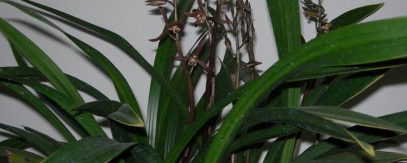 墨兰长新芽的诀窍 怎样才能让墨兰长出新芽