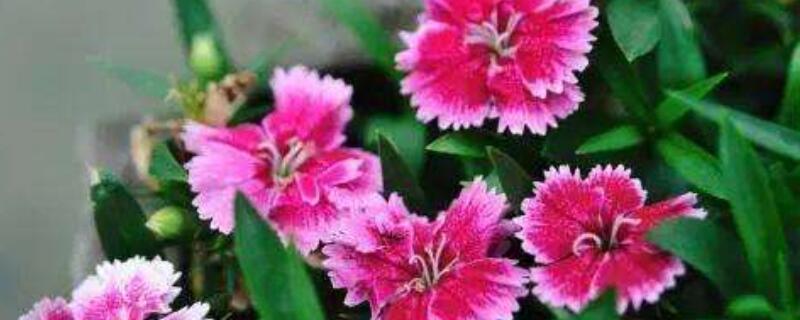 石竹花开花后需剪枝吗（石竹花开完要剪多少）