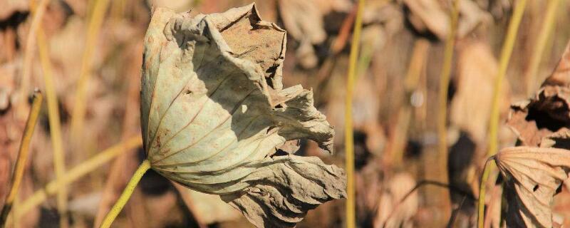 花干了浇水还能活吗（花快干了浇水会变好吗）