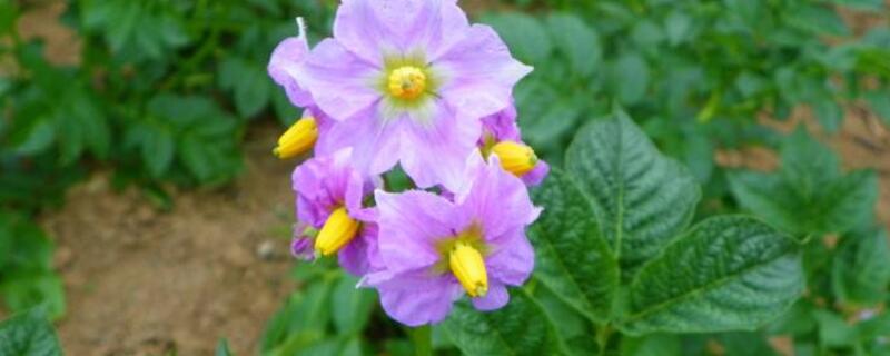 土豆开花要不要把花去掉 土豆开花用不用把花掐掉