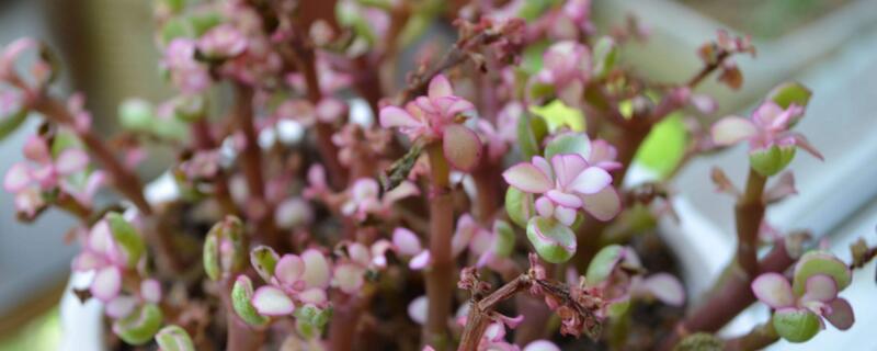 金枝玉叶幼苗如何修剪 金枝玉叶幼苗怎么修剪