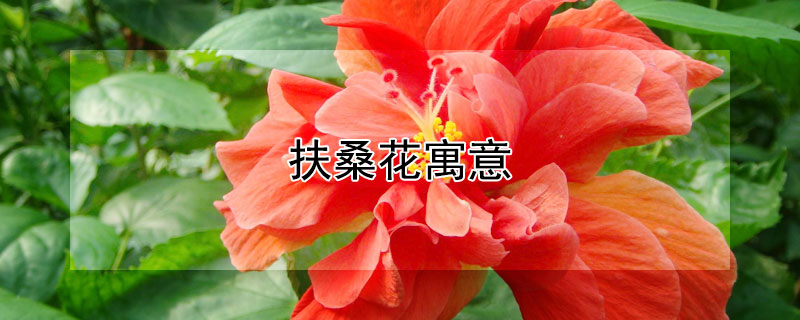 扶桑花寓意（扶桑花寓意不好吗?）