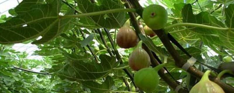 无花果叶子发黄(无花果叶子发黄卷叶掉叶子怎么办)