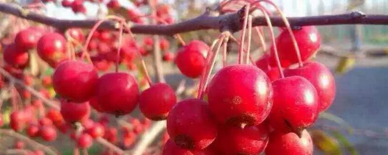 贵人果海棠的养殖方法（富贵果海棠的养殖方法）