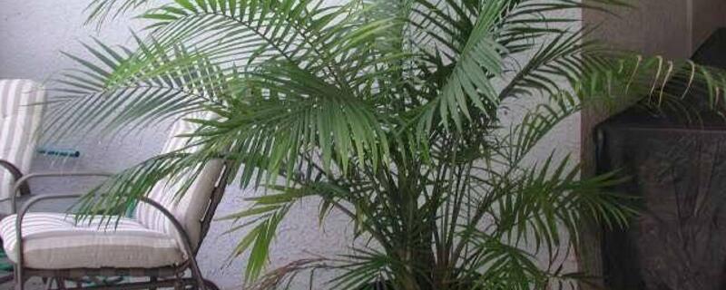 国王的养殖方法（国王的养殖方法和注意事项）