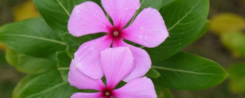 长春花籽怎么种（长春花籽怎么种植）