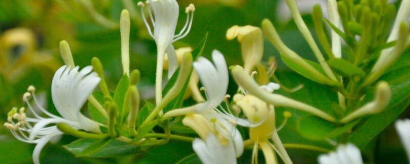 怎样种植金银花成活率高（怎样种植金银花才会更好）