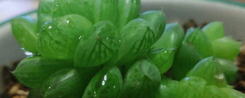 玉露的养殖方法 多肉玉露的养殖方法