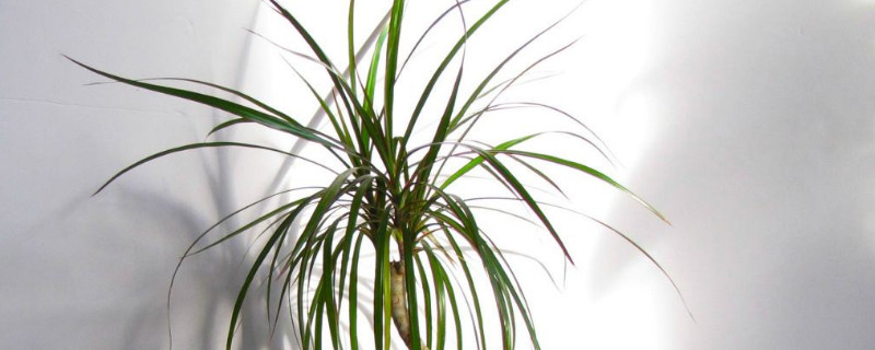 千年木叶子发黄干枯 千年木的叶子发黄后干枯