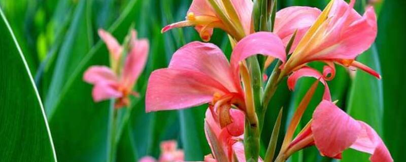 美人蕉盆栽怎么矮化（矮化美人蕉盆栽图片）