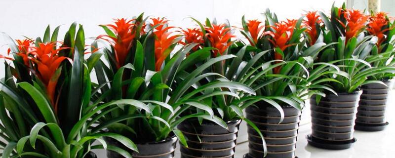 凤梨花怎么浇水（凤梨类花卉怎么浇水）