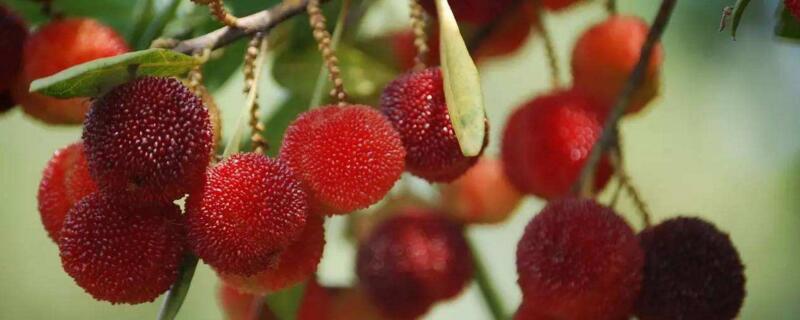 杨梅树什么时候发芽（杨梅树几月份发芽长叶子）