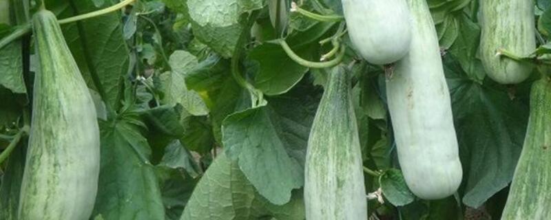 羊角蜜什么时候成熟 山东羊角蜜什么时候成熟