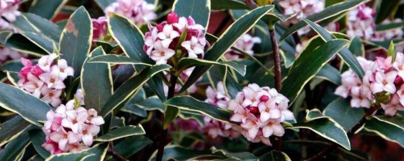 金边瑞香的养殖方法和注意事项（春季金边瑞香的养殖方法和注意事项）