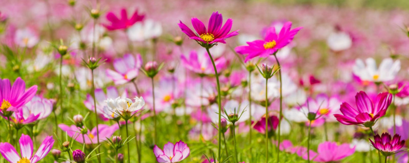 格桑花蔫了怎么办（格桑花蔫了怎么回事）