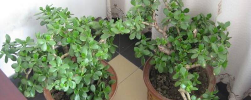 盆栽怎么修剪变粗 盆栽越长越高怎么修剪