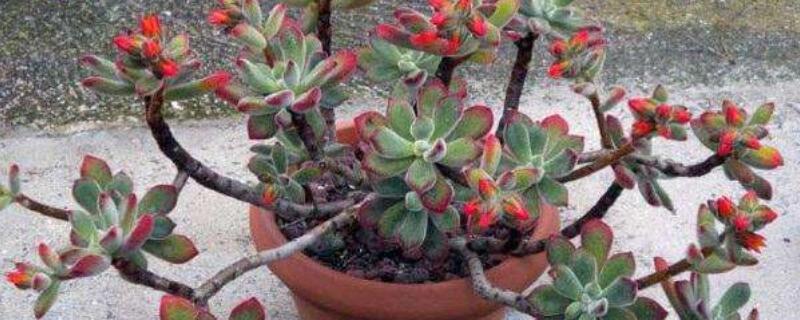 锦晃星出现白色毛 锦晃星没有毛