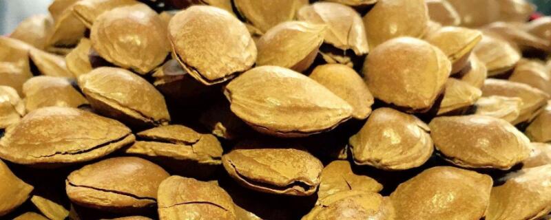 种杏核的方法和时间（什么时候种杏核）