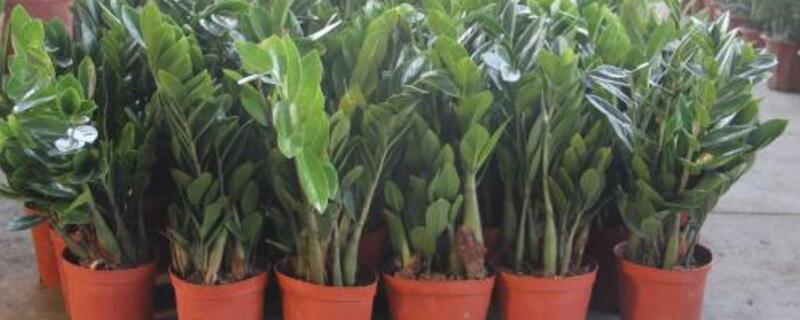 摇钱树怎么养才茂盛（摇钱树怎么养好）