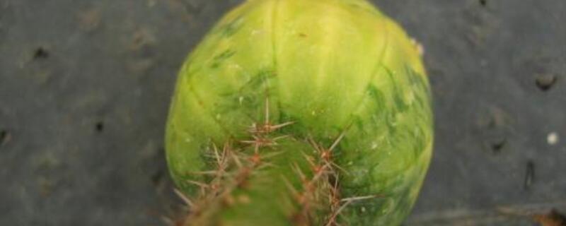 兜锦苗怎么浇水 兜锦如何浇水